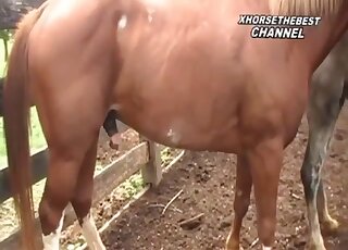 Awesome horse fucked his girlfriend in the doggy pose