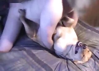 Dude fucking a sexy dog in a missionary porn vid
